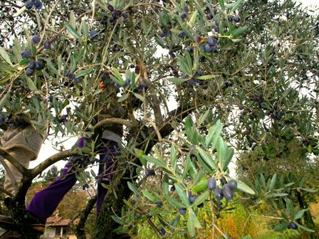 Olive Harvest Tuscany